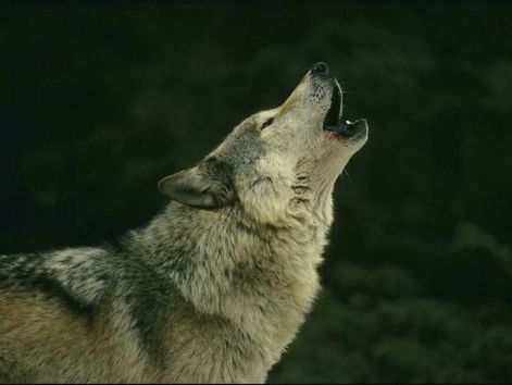 wolf07.jpg